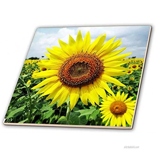 3dRose Sunflower. Yellow. Popular Flower. Ceramic Tile 4-Inch ct_218241_1