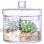 Apothecary Glass Food Storage Jars with Lid Decorative Wedding Centerpiece Storage Containers for Kitchen or Bathroom Height: 6.5 Body: 6.5