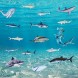 18 Pieces Sharks Peel Shark Wall Decals Removable Wall Stickers Animal Shark Decal Stickers Sea Theme Wall Decor Sticker for Room Bathroom Nursery Home Decor