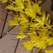 Bibelot 20inch Artificial Forsythia Flower Wreath Spring Summer Fall Wreath Silk Leaves Wreath for Front Door Wreath Porch Farmhouse Patio Garden Home Decor Yellow