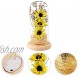 OSALADI Flower Night Light Sunflower with Fariy Lights in Glass Dome Snow Globe Table Light Dried Flower Table Centerpiece Gift for Christmas Student Girls Birthday Bedroom