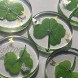 KIN-HEBI Real Four Leaf Clover Good Luck Pocket Token Preserved 1.25” Including Metal Butterfly Objects