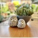 Huey House Chubby Night Owl Decor Statue Sculpture Bookshelf Decor Accents Boxed Set of 2 Rustic Brown & White 3⅛ & 4⅓ inches Decorative Resin Figurines