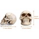 Readaeer Life Size Human Skull Model 1:1 Replica Realistic Human Adult Skull Head Bone Model