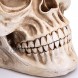 Readaeer Life Size Human Skull Model 1:1 Replica Realistic Human Adult Skull Head Bone Model
