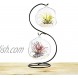 CXLE Ornament Display Stand Ornament Stand Holder Iron Pothook Stand for Hanging Glass Globe Air Plant Terrarium Witch Ball Christmas Ornament and Home Wedding Decoration