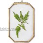 NCYP Glass Floating Frame Gold Octagon Clear Wall Decor Brass Hanging Frame for Display Pressed Plant Specimen Dried Flowers DIY Artwork Photo Picture Herbarium 4X6 inches Glass Frame Only